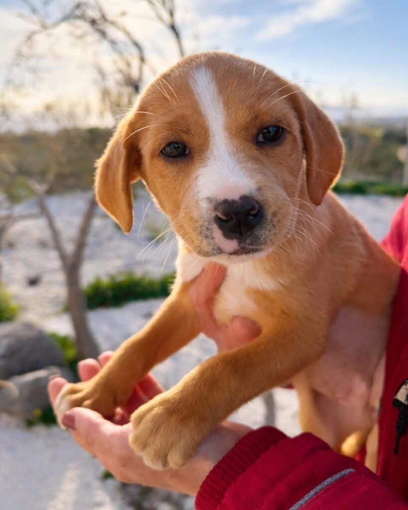 Santorini’s Stray Cats & Dogs – The Gentle Souls of the Island