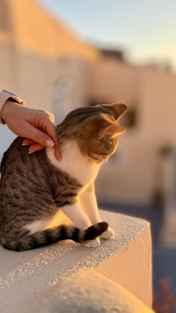 Stray Paws Santorini – The Heart Behind the Island’s Animal Rescue